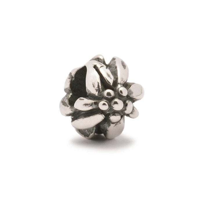 Fleur de montagne