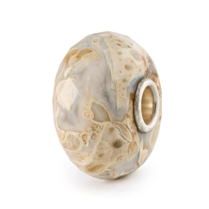 Bois fossile