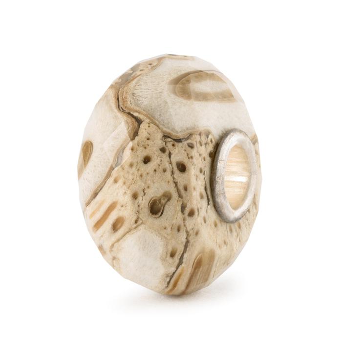Bois fossile